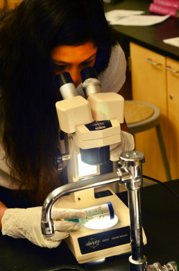 AP Biology student Samantha Soriano ('17) uses one of the school's microscopes for a lab. Photo by Steve Phan