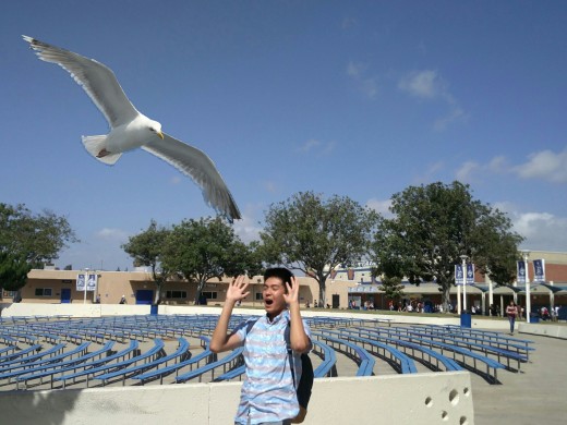 Alvin Nguyen (18') being attacked by a seagull in the FVHS bowl photo by Benjamin Minch