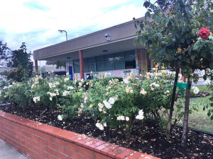 The symbolism behind the roses at the front of FVHS have a unique and different meaning to the school as a whole. Photo by Isabella Purdy
